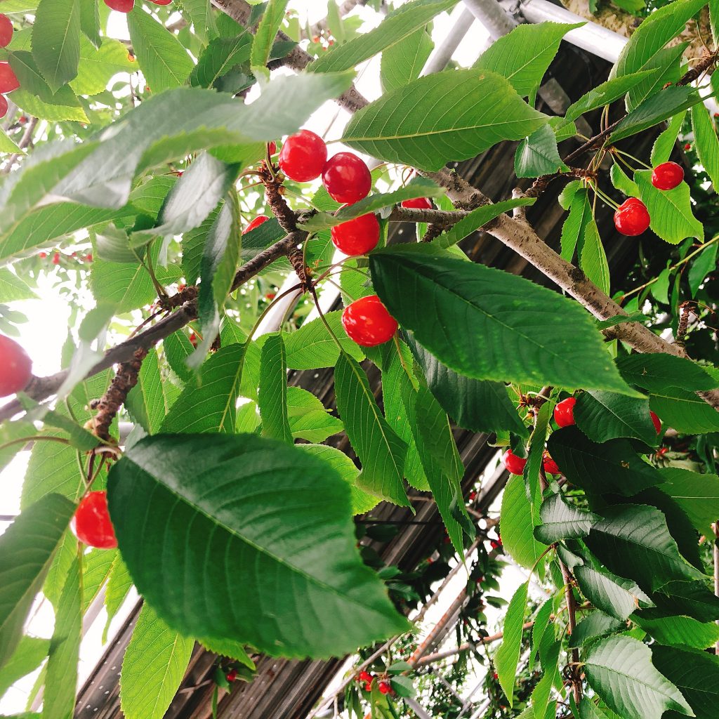 山梨恋活コミュニティ婚活マッチングアプリ合コンなら入倉結婚相談所山梨県甲府店結婚活動マップ